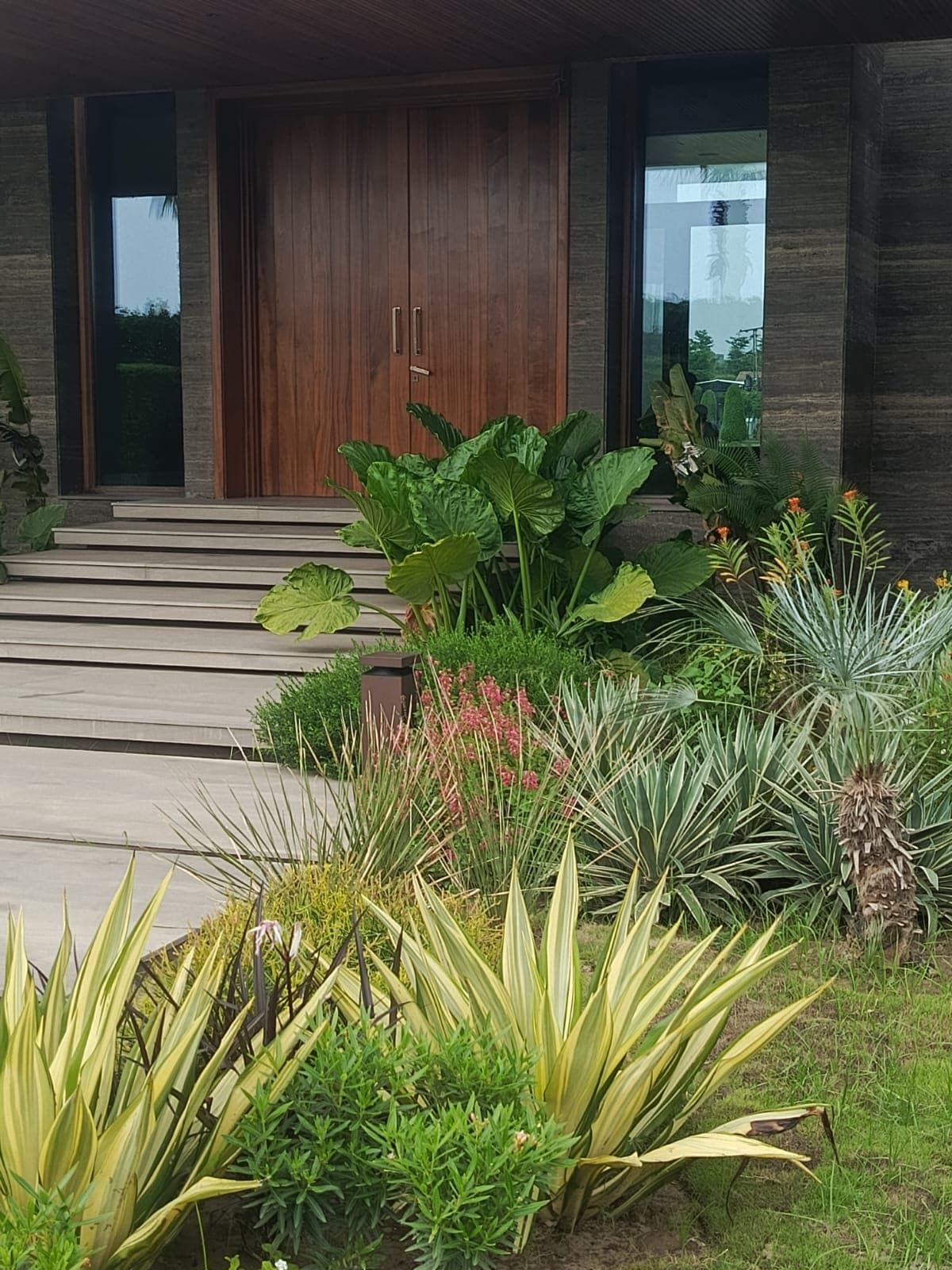 Layered green planting along the entrance of a residence